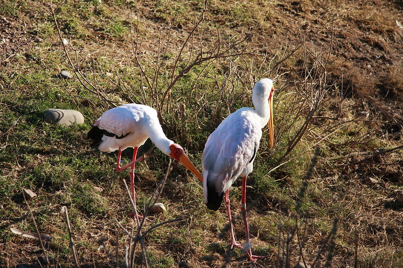 phoenix zoo animal management